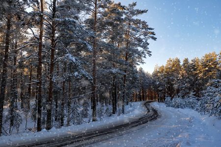 beautiful winter landscape with a road in a snowy forest