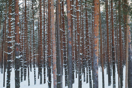 Winter landscape with snow-covered forest at sunset