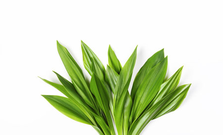 Bouquet of lilies of the valley leaves isolated on white background. Top view. Flat lay.