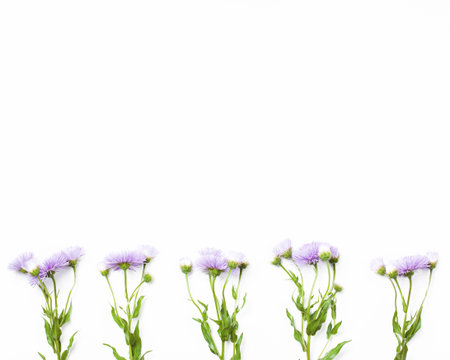 Border made of violet flowers on white background. Top view with copy space. Flat lay.の写真素材