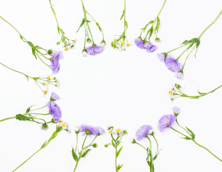 Floral frame made of violet aster flowers and field chamomile on white background. Top view with copy space. Flat lay.の写真素材