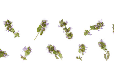 Floral pattern made of field flowers isolated on white background. Flat lay. Top view.の写真素材