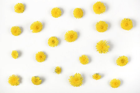 Floral pattern made of yellow dandelion flowers  isolated on white background. Flat lay. Top view.の写真素材