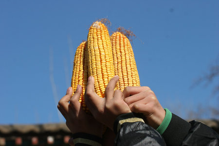 corn
