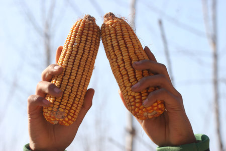 Corn