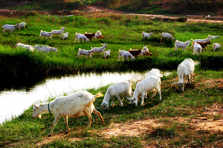 A flock of sheep, grass, greenの写真素材