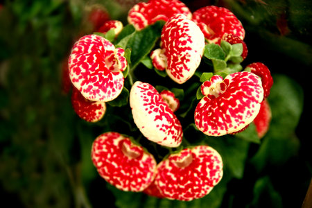 Flowerの写真素材