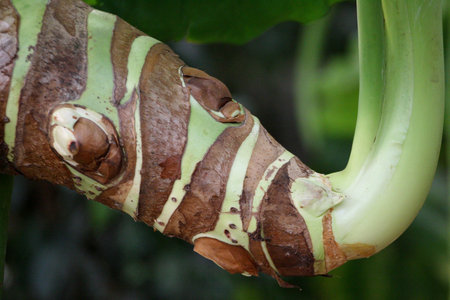Flower, red, green, beautiful, happyの写真素材