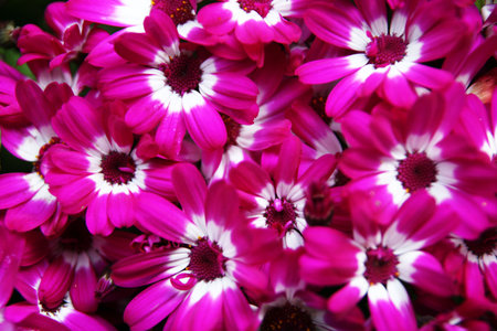 Flower, flowers, flower Filifolium, red,の写真素材