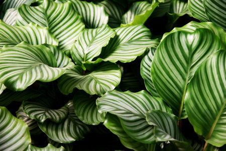 Flower, flowers, green applesの写真素材