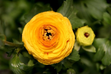 beauty, flowering, blooming, plants