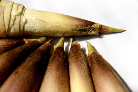 Asparagus, modeling, red background, collageの写真素材