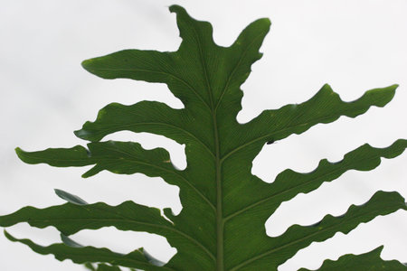 Leaves, plants, green, trees, tipped stamens