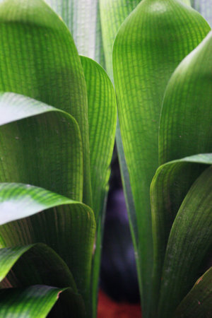 Leaves, plants, poinsettia, red, trees