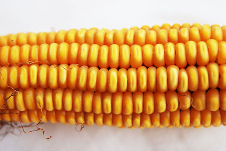 Corn, yellow, nutrition, health, food,の写真素材