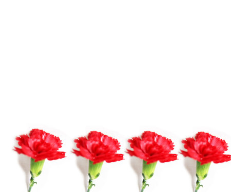  Flower pinkの写真素材