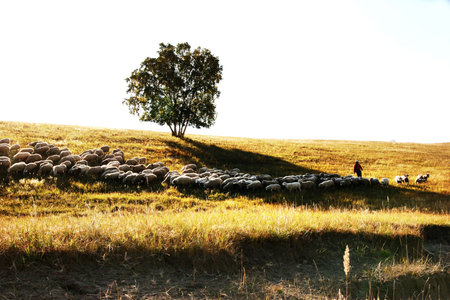 Trees sheeps people shadowの写真素材