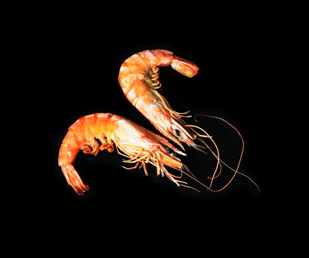 Â  Shrimp IIの写真素材