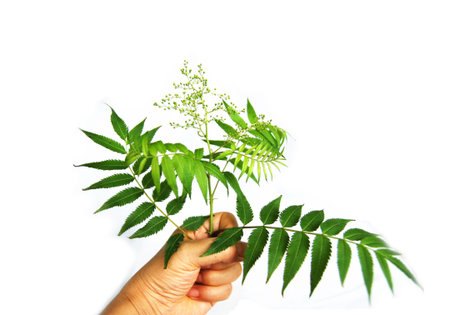 Green leaves isolated on white backgroundの写真素材