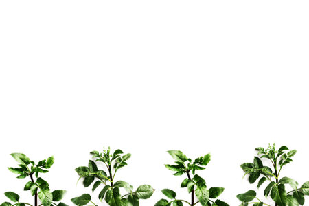 flowers, leaves, yard, engaged in gardening,の写真素材