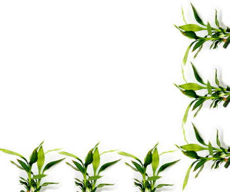 ÃÂ  Strawberry green leaves isolated on white backgroundの写真素材