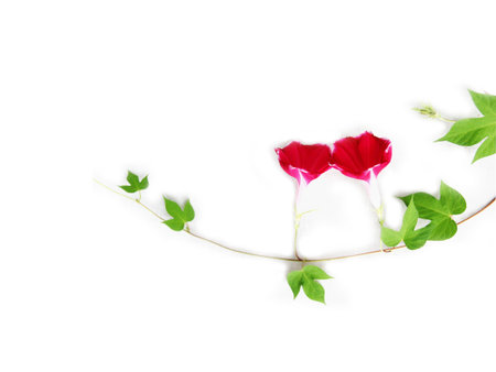 flowers, leaves, yard, engaged in gardeningの写真素材