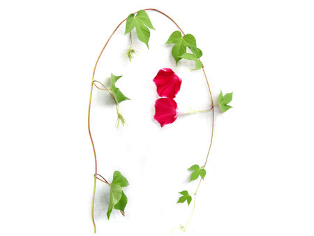 flowers, leaves, yard, engaged in gardeningの写真素材