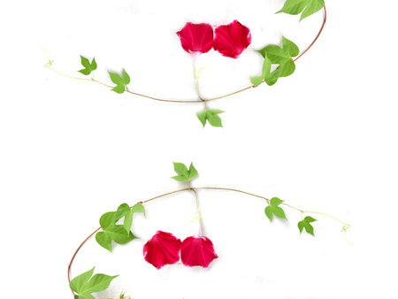 flowers, leaves, yard, engaged in gardening