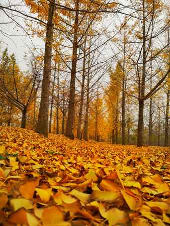 Forest in autumnの写真素材