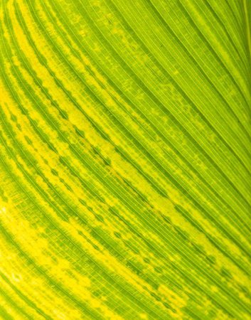 Green Leaf Closeup  の写真素材