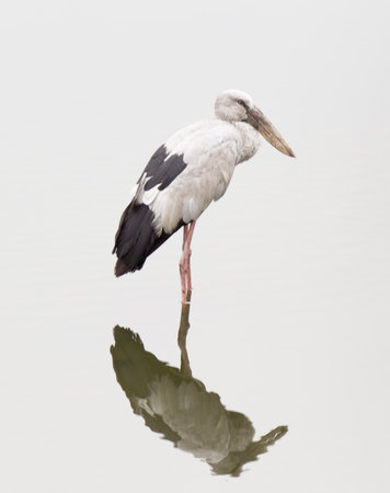 Openbill Stork in swamp の写真素材