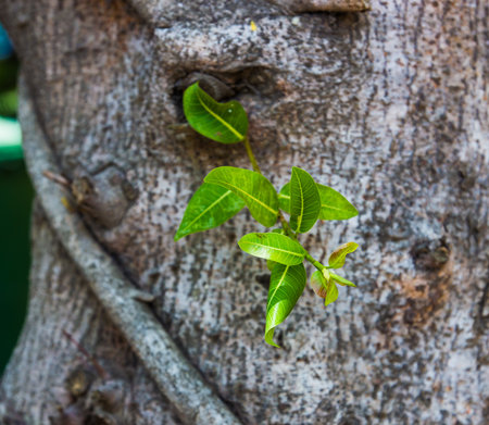 Closeup shot of new tree branch from old tree trunk.の写真素材
