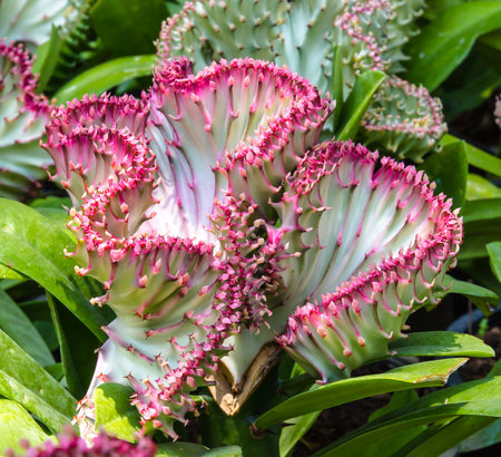 Closeup shot of crested euphorbia.の写真素材