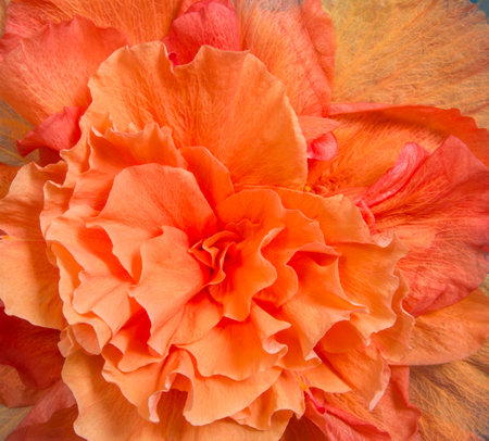 Closeup shot of blooming hibiscus.の写真素材