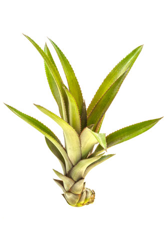 young pineapple budshot on white isolated.の写真素材