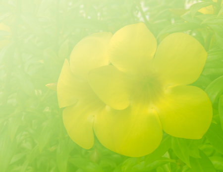 Yellow alamanda in soft and defocus for background.