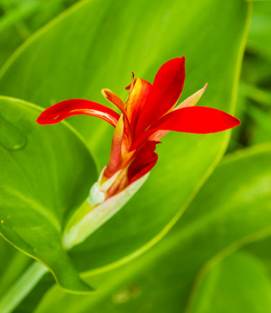 Red Heliconia blooming on summer dayの写真素材