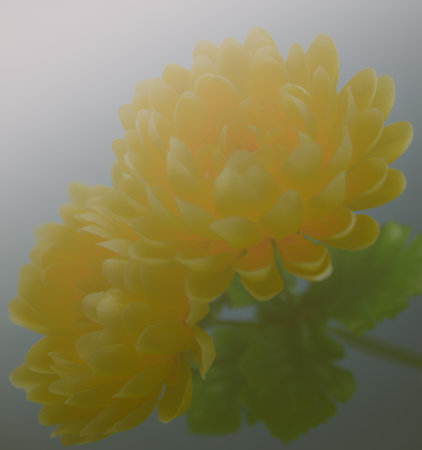 Dahlia in soft style,defocus and sweet color for background.の写真素材
