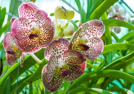 Closeup shot of beauty orchid blooming on summer day.の写真素材