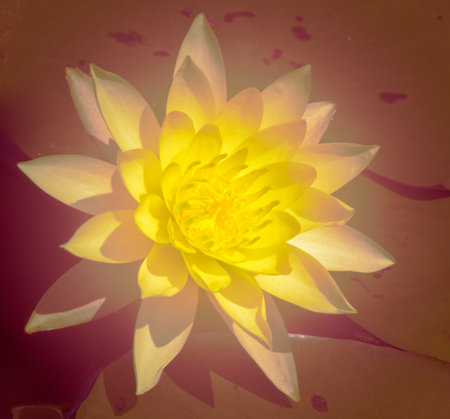 Blooming bright yellow water lily  in soft style for background.の写真素材