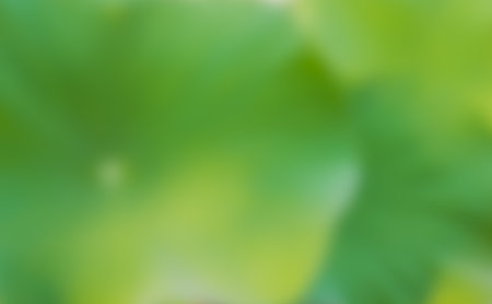 shot of green lotus leaf in blur style for background.の写真素材