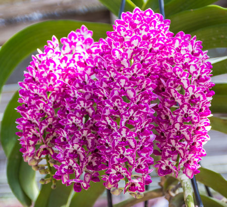 Beauty blooming punch of violet and white petal rhynchostylis orchid flower,closeup shot.の写真素材