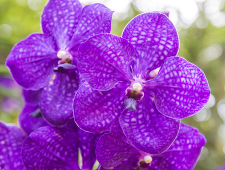 Beauty deep purple with white spot on petal of phaphiopedilum orchid flower blooming,closeup shot.の写真素材