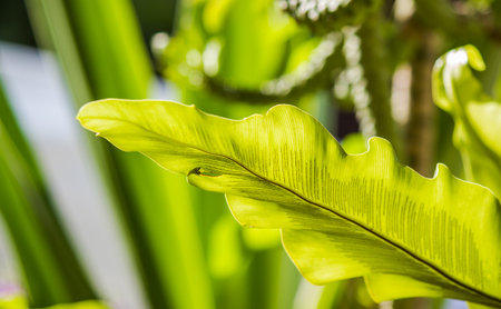 Closeup shot of bird's nest fern leaf by morning sunlight.の写真素材