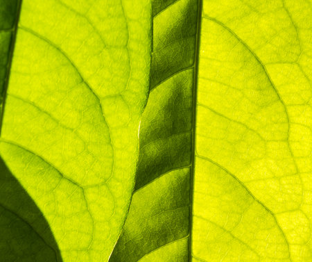 Fresh green leaf under morning sun light.の写真素材