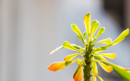 Closeup shot of young Ornamental Hemp Cactus.の写真素材