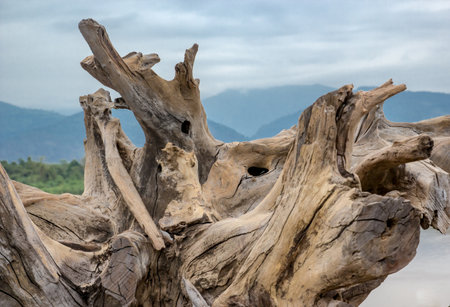Shot of old dry tree root beside river bank  in tropical forest.