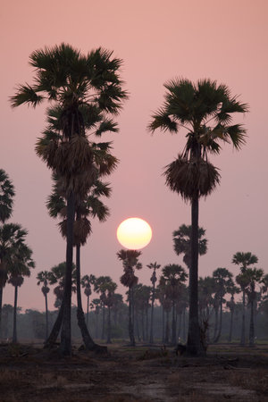 Depth of field silhouette Toddy or Sugar Palm tree at field in the morning.の写真素材