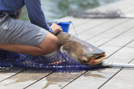 Fisherman caught a giant catfish.