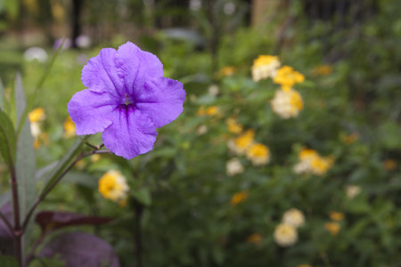 Close-up on Purple Balloon flower in garden.の写真素材